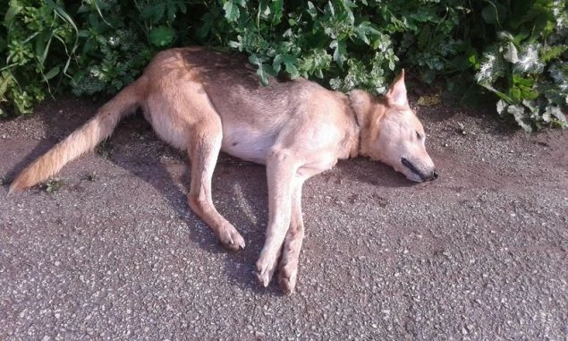 Ασυνείδητοι έριξαν φόλες σε σκυλιά στο Ναύπλιο – Οργισμένη ανάρτηση στο facebook- Σκληρές εικόνες